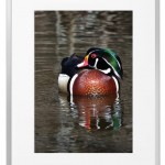Fotokunst Tiere