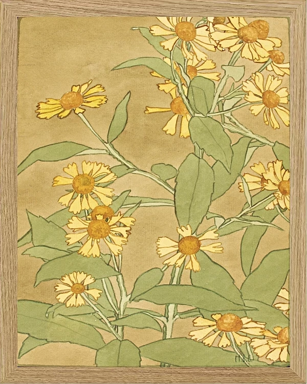 Tusindfryd orange og gule - 1915