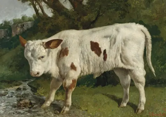 Gustave Courbet | Den hvide kalv – 1845 | Indrammet kunsttryk | Realisme