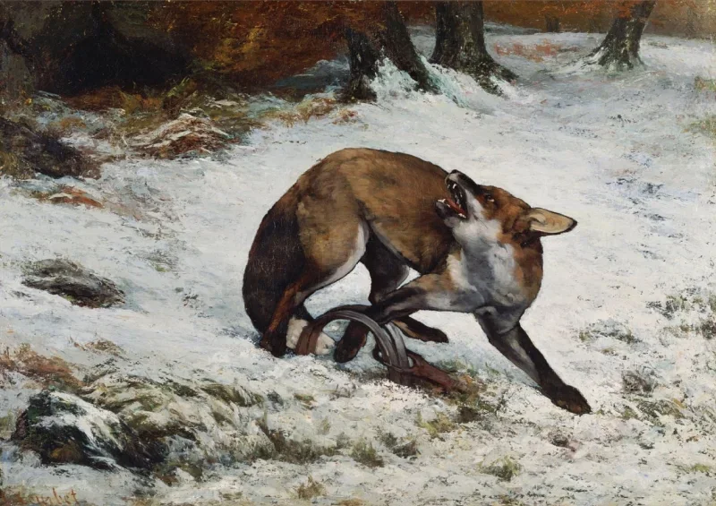 Gustave Courbet | Fuchs in einer Falle - 1860 | Gerahmter Kunstdruck | Realismus