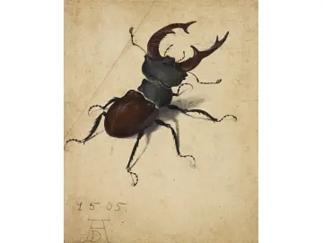Hirschkäfer - 1505