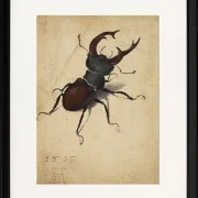 Hirschkäfer - 1505