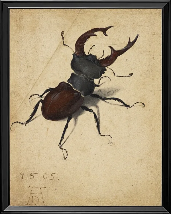 Hirschkäfer - 1505
