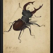 Hirschkäfer - 1505