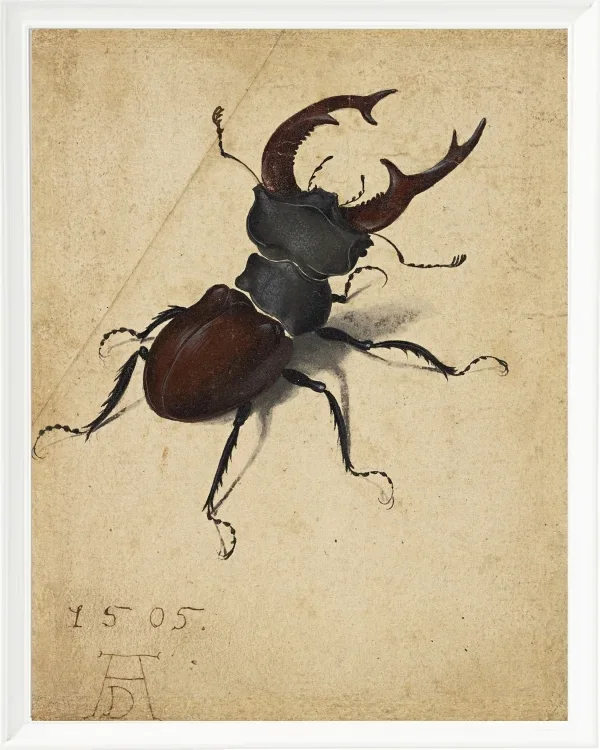 Hirschkäfer - 1505