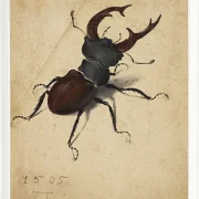 Hirschkäfer - 1505