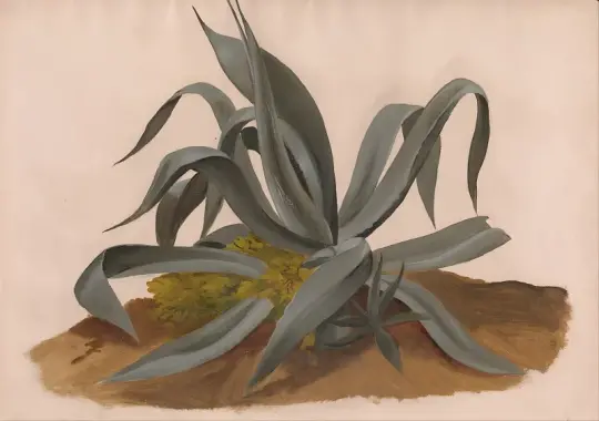Johan Christian Dahl | Studie af en agave - 1820 | Indrammet kunsttryk | Romantic | formida