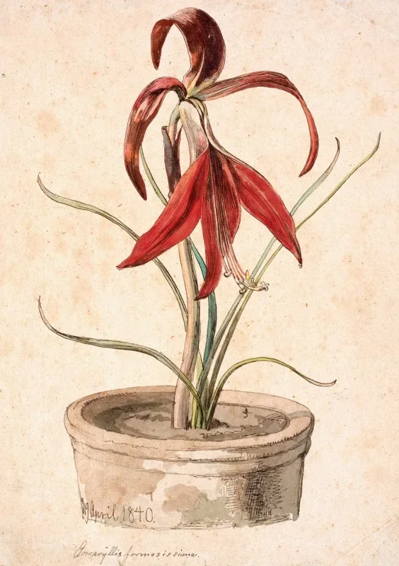 Johan T. Lundbye | Blomstrende Amaryllis - 1840 | Indrammet kunsttryk | Danmarks Guldalder | formida