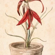 Johan T. Lundbye | Blomstrende Amaryllis - 1840 | Indrammet kunsttryk | Danmarks Guldalder | formida