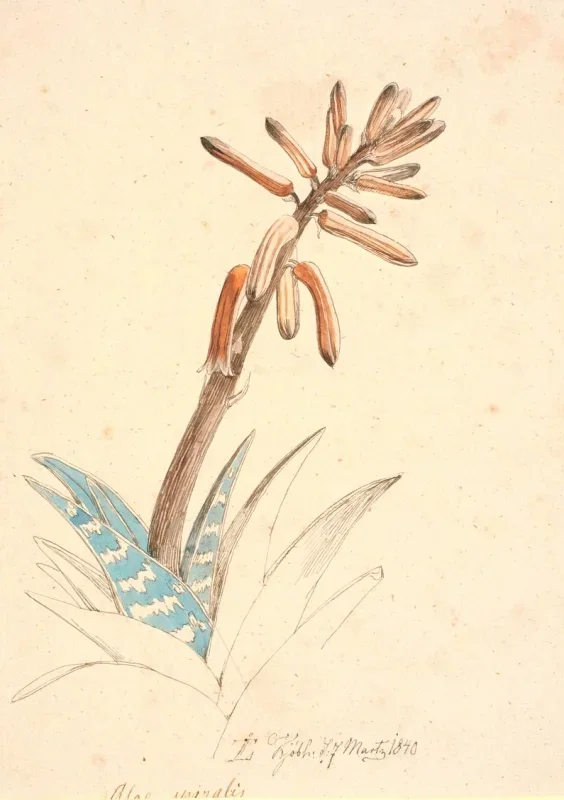 Johan T. Lundbye | Blomstrende Aloe - 1840 | Indrammet kunsttryk | Danmarks Guldalder | formida