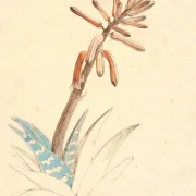 Johan T. Lundbye | Blomstrende Aloe - 1840 | Indrammet kunsttryk | Danmarks Guldalder | formida