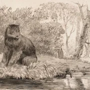 Johan T. Lundbye | Bjørnen - 1843 | Indrammet kunsttryk | Danmarks Guldalder | formida