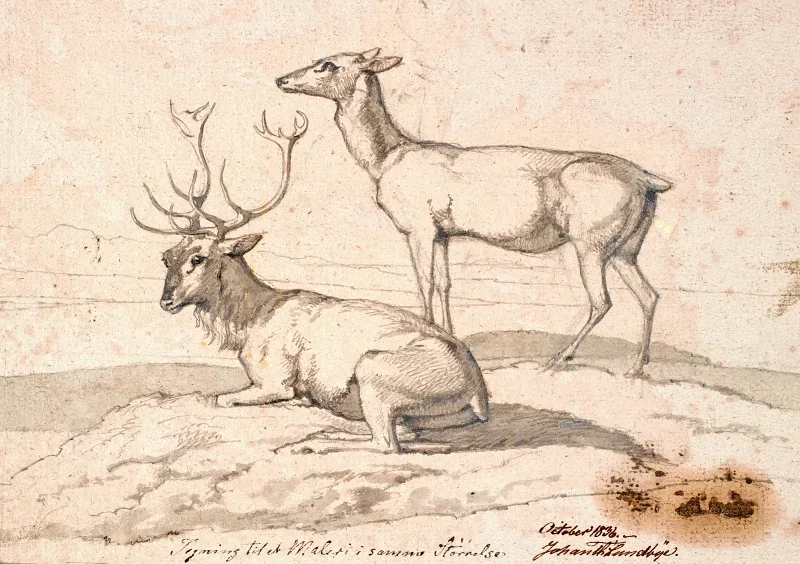 Johan T. Lundbye | En liggende hjort og en stående hind - 1836 | Indrammet kunsttryk | Danmarks Guldalder | formida