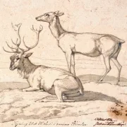 Johan T. Lundbye | En liggende hjort og en stående hind - 1836 | Indrammet kunsttryk | Danmarks Guldalder | formida