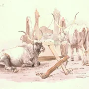 Johan T. Lundbye | En liggende og en stående okse - 1848 | Indrammet kunsttryk | Danmarks Guldalder | formida