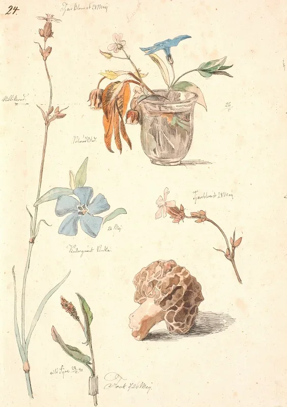 Johan T. Lundbye | Studieblad med blomster og planter - 1840 | Indrammet kunsttryk | Danmarks Guldalder | formida