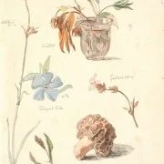 Johan T. Lundbye | Studieblad med blomster og planter - 1840 | Indrammet kunsttryk | Danmarks Guldalder | formida