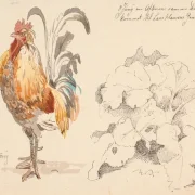 Johan T. Lundbye | Studieblad med en hane og en skræppe - 1847 | Indrammet kunsttryk | Danmarks Guldalder | formida