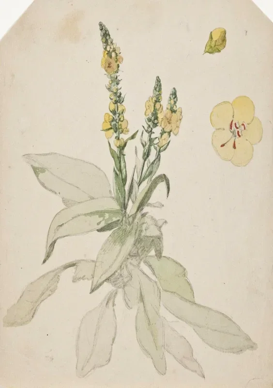 Jørgen Roed | Blomstrende kongslys – 1888 | Indrammet kunsttryk | Danmarks Guldalder | formida