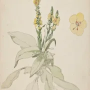 Jørgen Roed | Blomstrende kongslys – 1888 | Indrammet kunsttryk | Danmarks Guldalder | formida