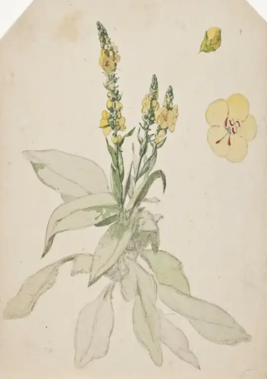 Jørgen Roed | Blomstrende kongslys – 1888 | Indrammet kunsttryk | Danmarks Guldalder | formida