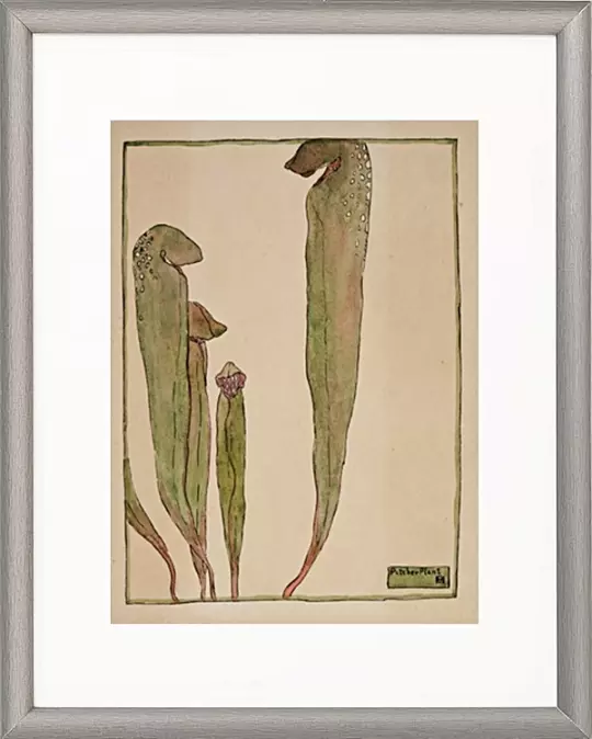 Kannenpflanze - 1915