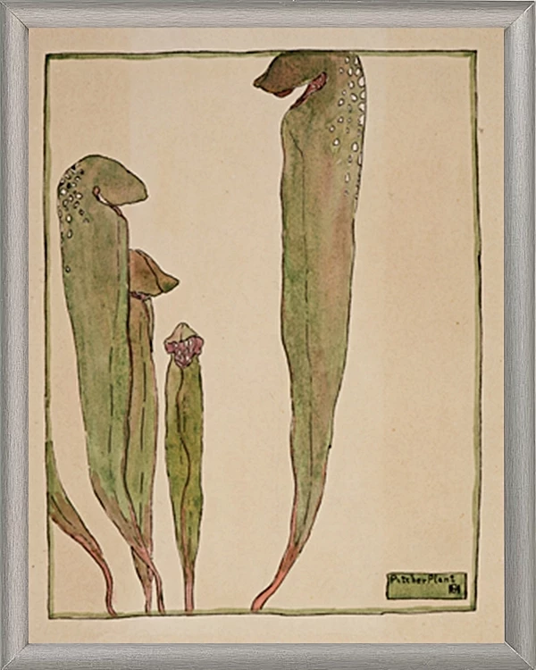 Kandeplante - 1915