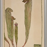 Kandeplante - 1915