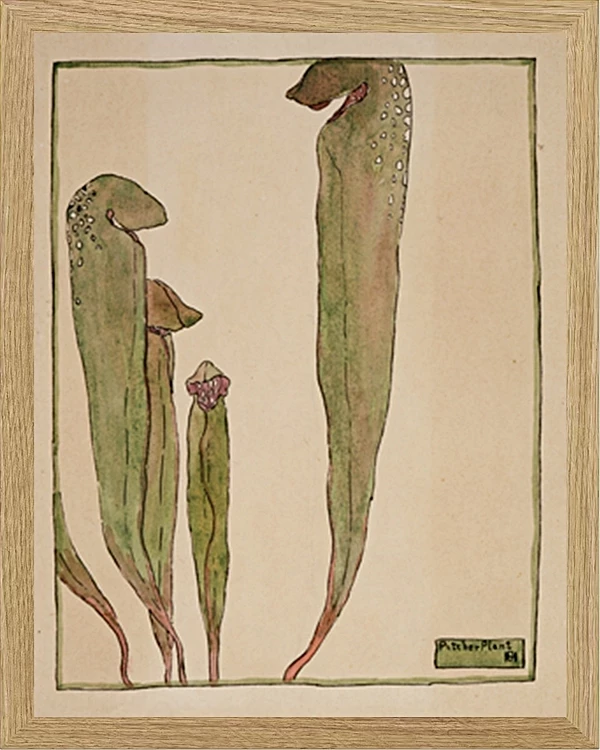 Kandeplante - 1915