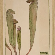 Kandeplante - 1915