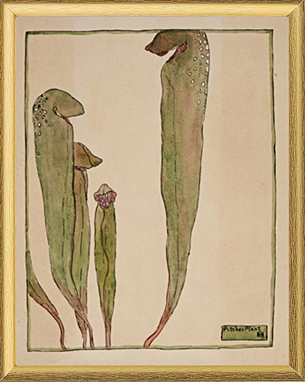 Kandeplante - 1915
