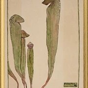 Kandeplante - 1915