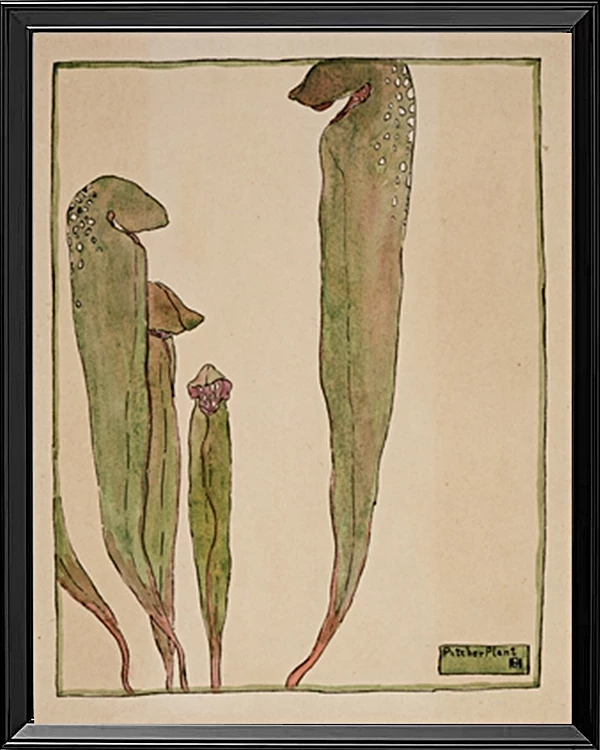 Kandeplante - 1915