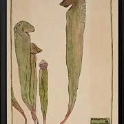 Kandeplante - 1915