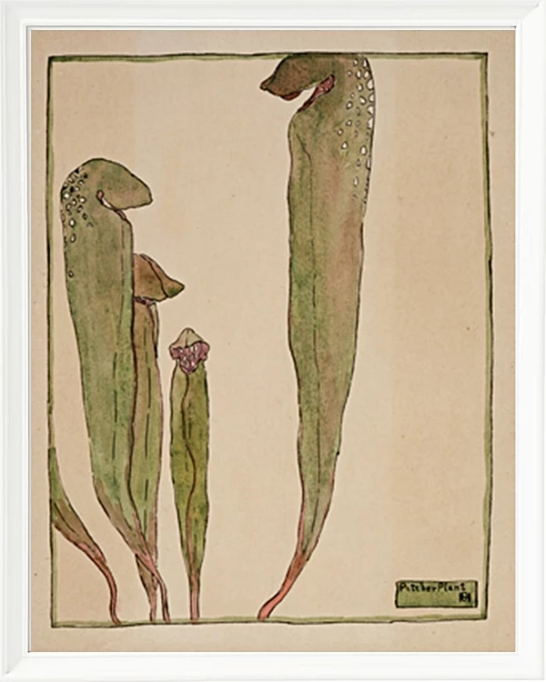 Kandeplante - 1915