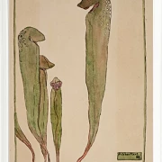 Kandeplante - 1915
