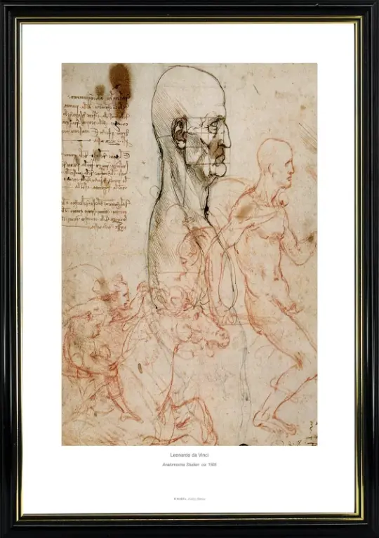 Leonardo da Vinci | Anatomiske studier - 1505 | Gallery Edition | Indrammet kunsttryk | Renæssance