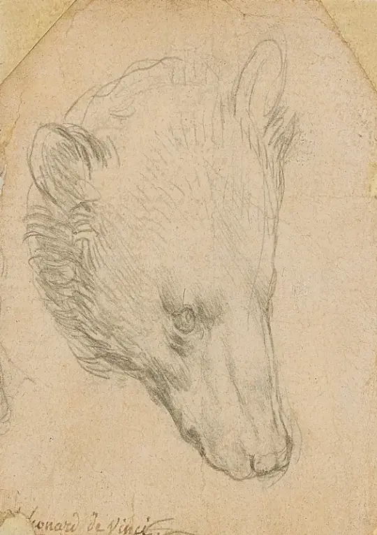 Leonardo da Vinci | Bärenkopf - 1476 | Giclée Kunstdruck gerahmt