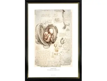 Leonardo da Vinci | Der menschliche Fötus im Mutterleib - 1511 | Gallery Edition | Gerahmter Kunstdruck | Renaissance