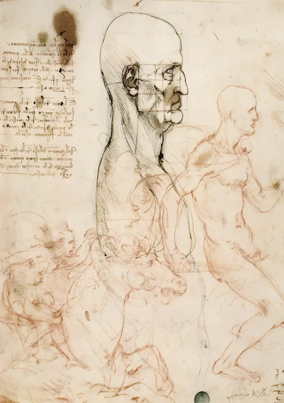 Leonardo da Vinci | Anatomiske studier - 1505 | Indrammet kunsttryk | Renæssance | formida