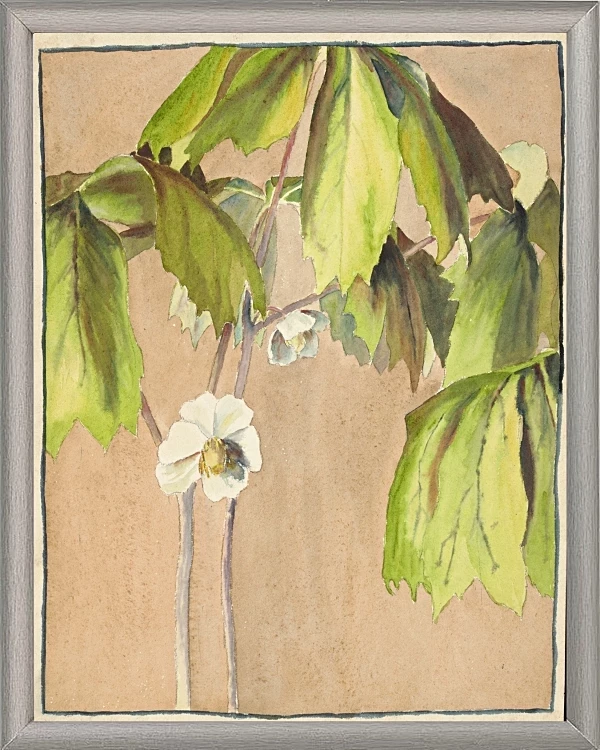 Maiapfel - 1915