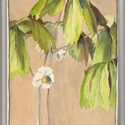 Maiapfel - 1915