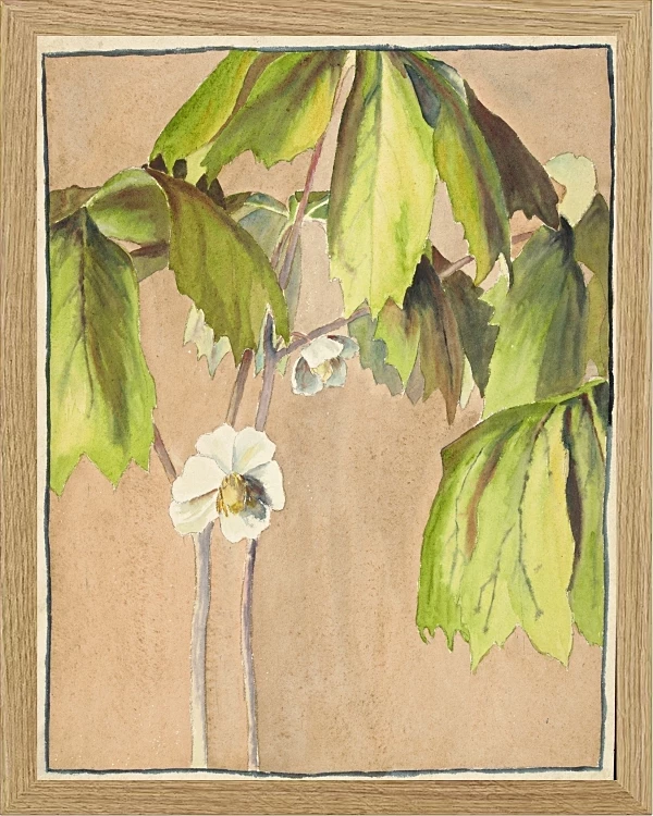 Maiapfel - 1915