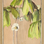 Maiapfel - 1915