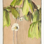Maiapfel - 1915