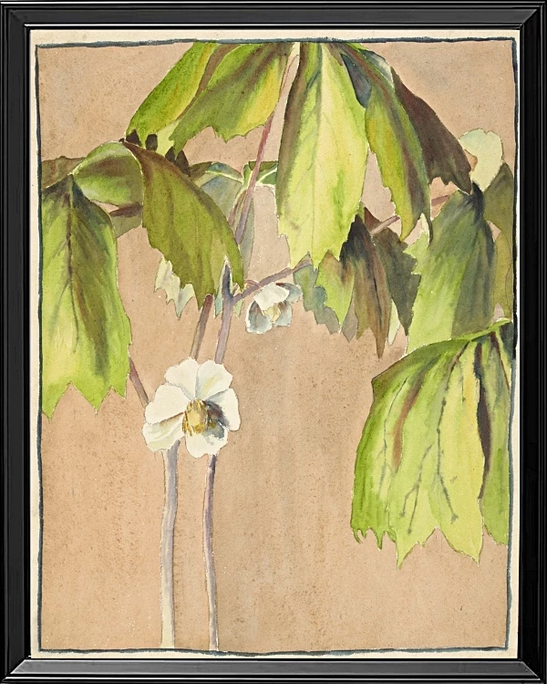 Maiapfel - 1915