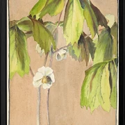 Maiapfel - 1915