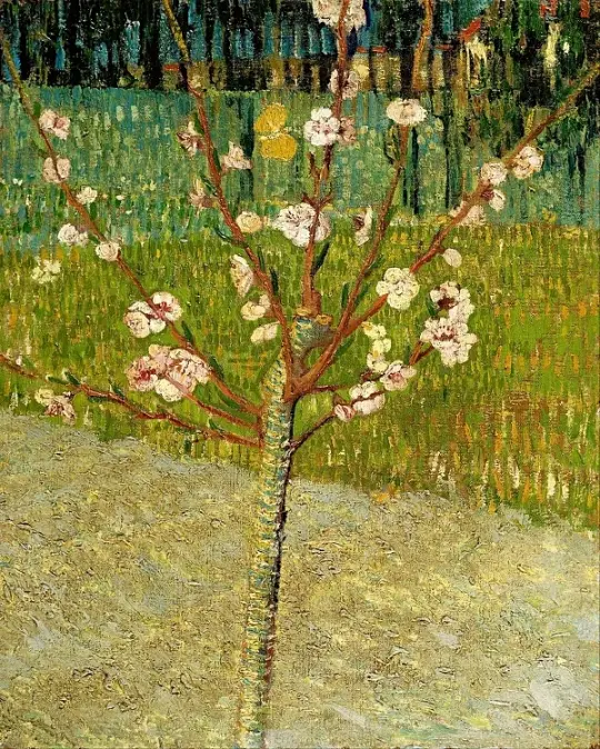 Mandeltræ i blomst - 1888