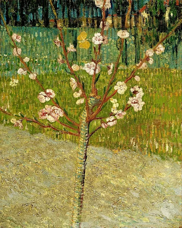 Mandelbaum in Blüte - 1888