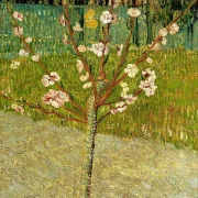 Mandelbaum in Blüte - 1888
